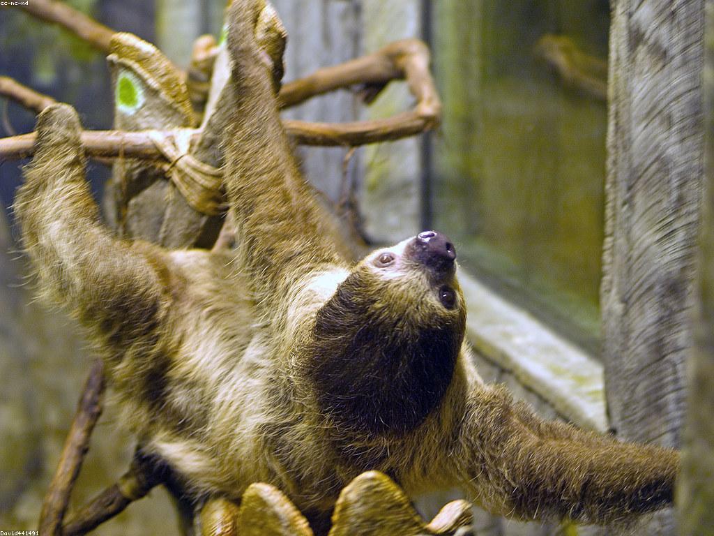 ការយល់ដឹងអំពីអាកប្បកិរិយាស្លុត