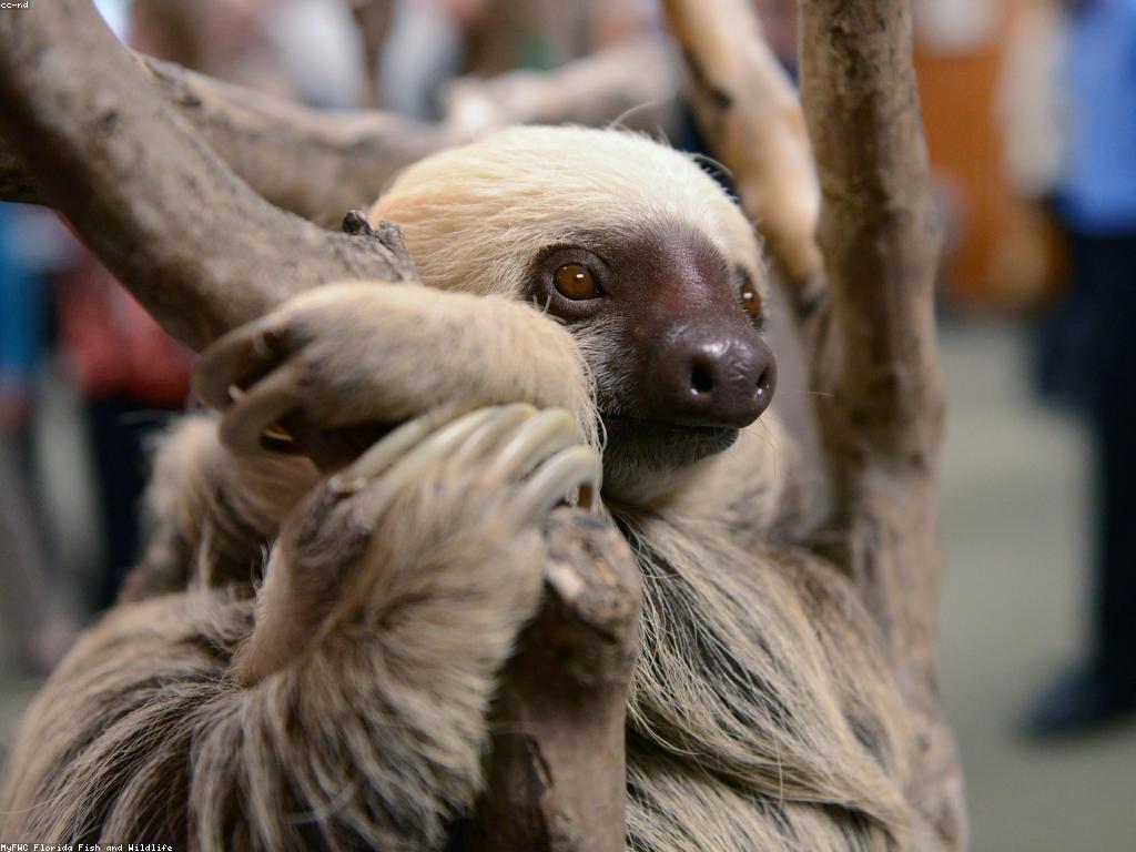 សារៈសំខាន់នៃព្រឹត្តិការណ៍ស្លុត